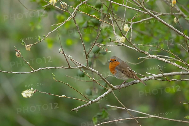 European robin