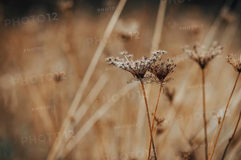 Faded wild carrot