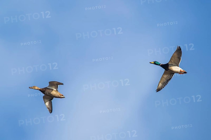 Mallard Duck
