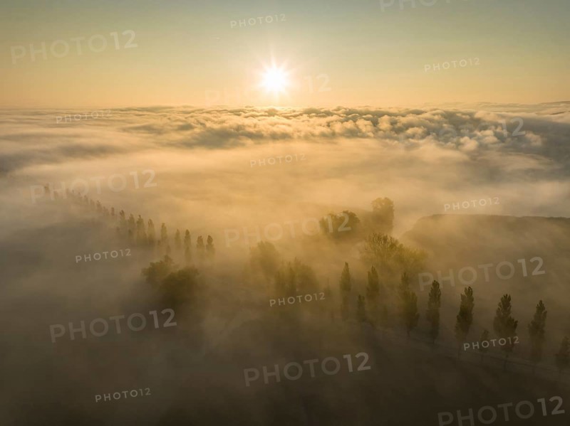 Aerial view of the Radolfzeller Aachried with the poplar avenue on the Mooser Damm at sunrise with dense fog over western Lake Constance