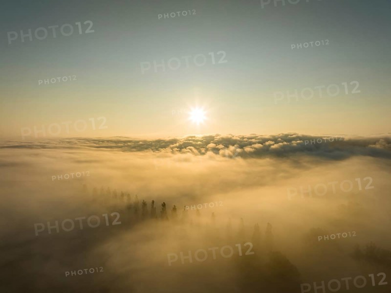 Aerial view of the Radolfzeller Aachried with the poplar avenue on the Mooser Damm at sunrise with dense fog over western Lake Constance
