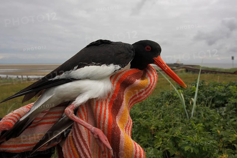 Eurasian oystercatcher