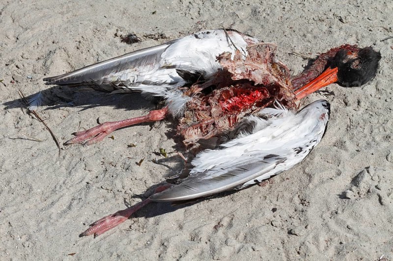 Discovery of a dead eurasian oystercatcher