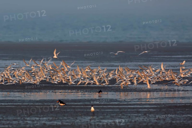 Sandwich tern
