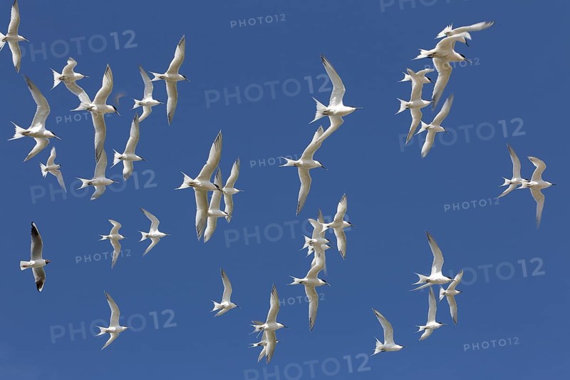 Sandwich Tern