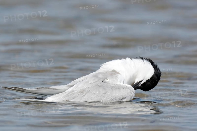 Sandwich tern