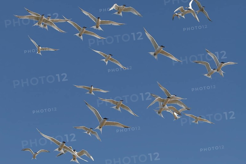 Sandwich Tern