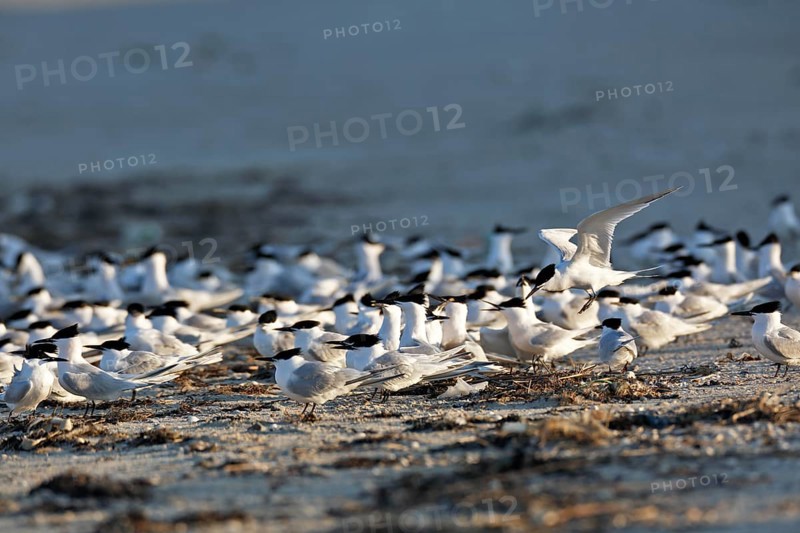 Sandwich tern