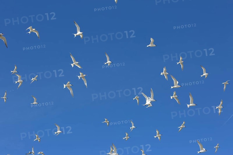 Sandwich Tern