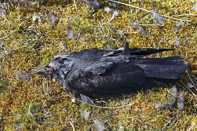 Discovery of a dead western jackdaw