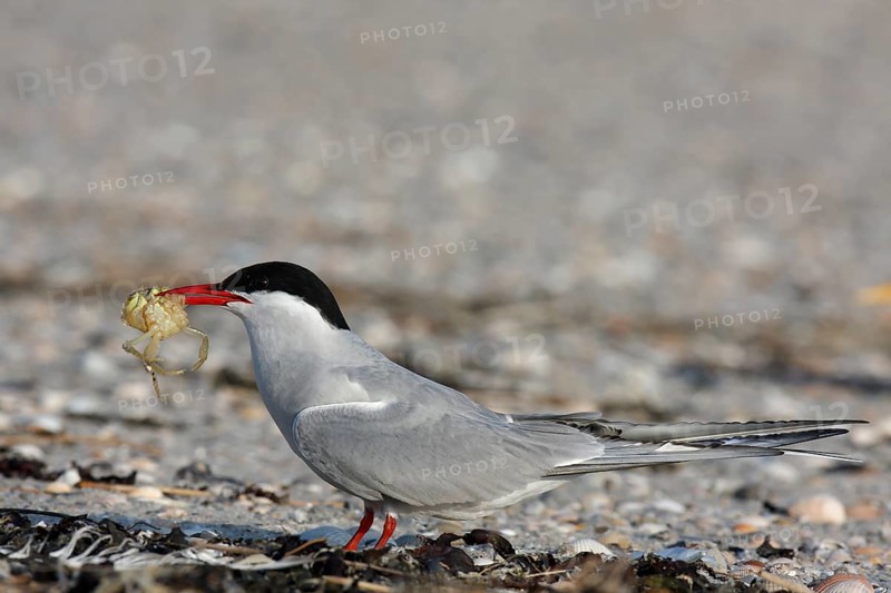 Arctic Arctic Tern
