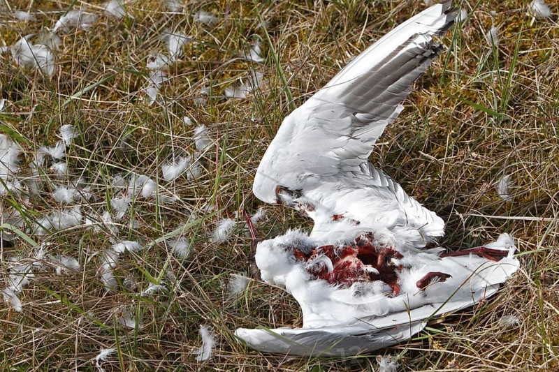 Discovery of a dead black-headed gull