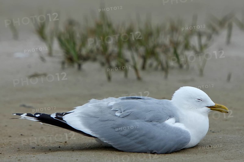 Live find of a common gull