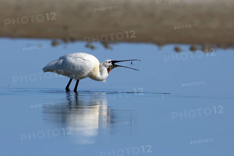 Spoonbill