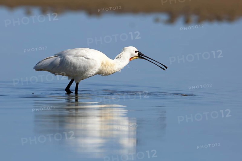 Spoonbill