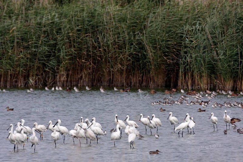 Spoonbill
