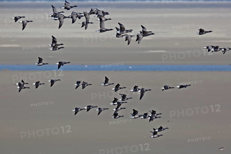Brant goose