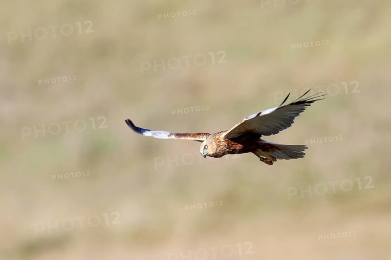 Western marsh-harrier