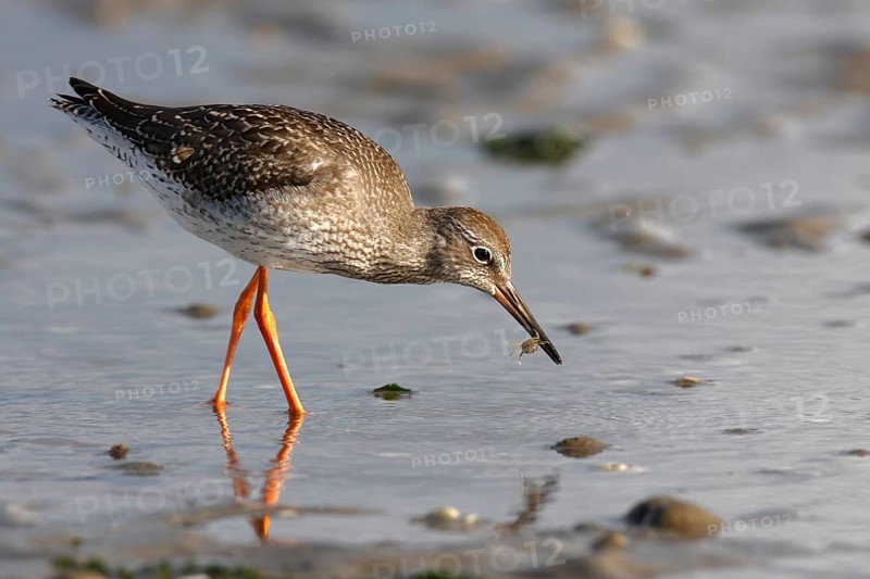 Common redshank