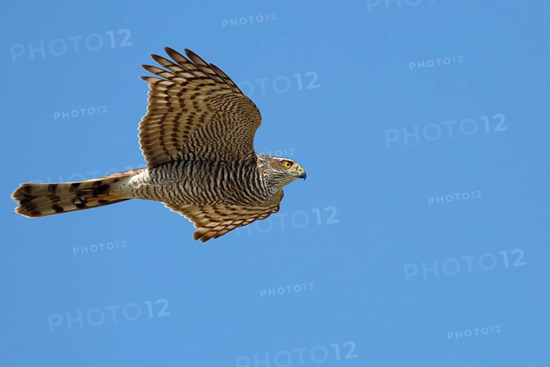 Eurasian sparrowhawk