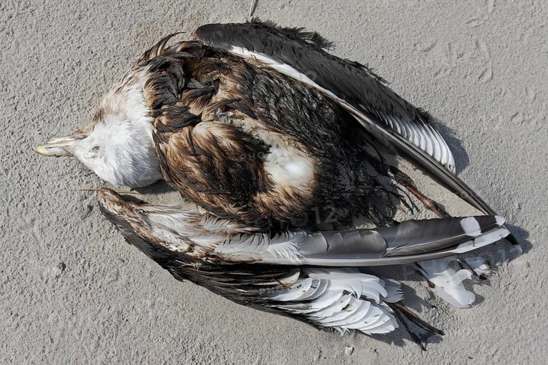Discovery of a dead herring gull