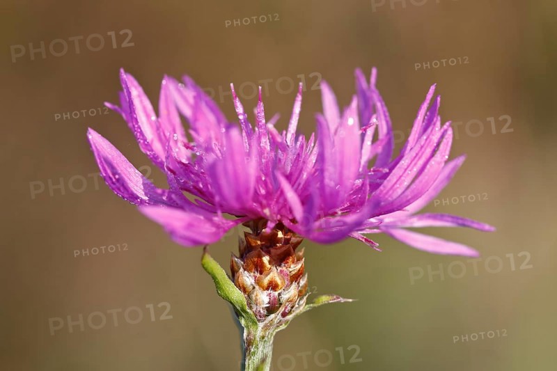 Flowering brown knapweed
