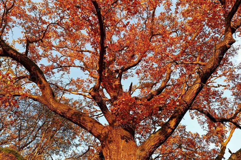 View into the crown of an old oak tree with autumn leaves