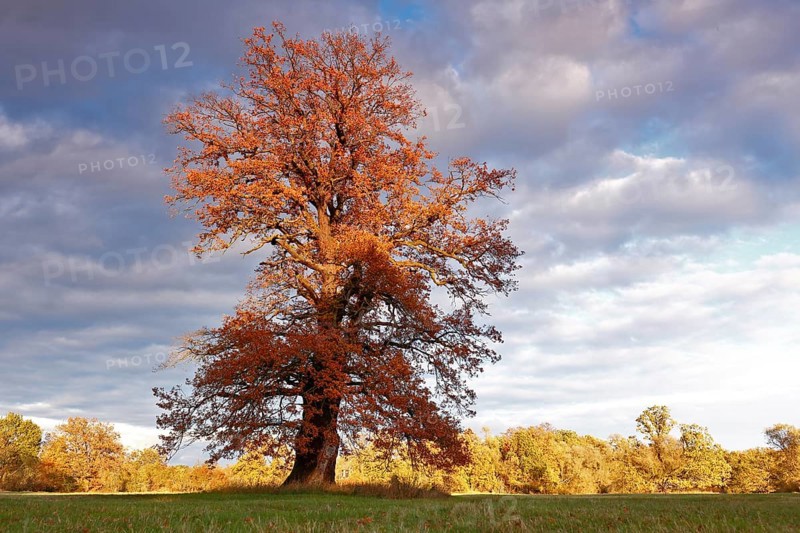 Old solitary oak trees in a meadow in the evening light with autumn leaves