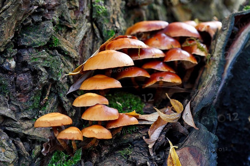 Sheathed woodtuft
