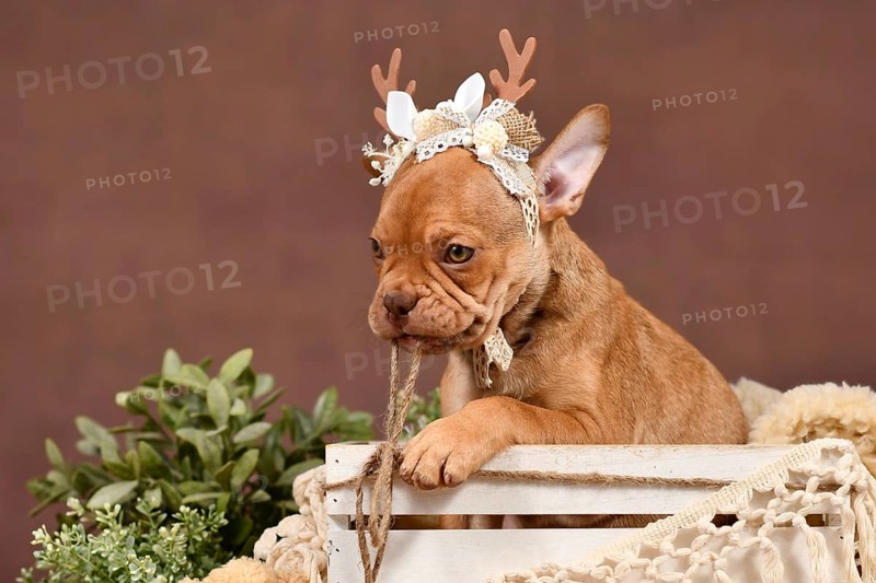 Cute Mokka Sable French Bulldog puppy with reindeer antlers in box in front of brown background with boho style decoration