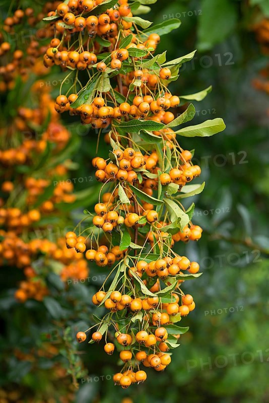 Yellow firethorn