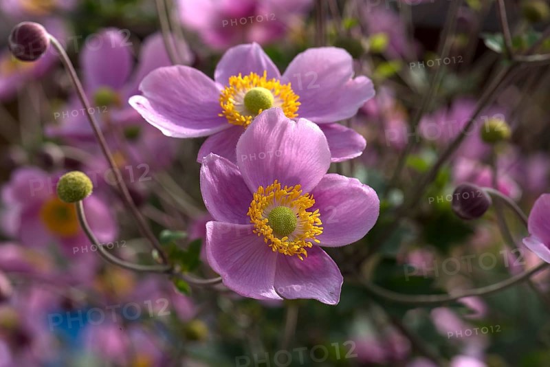 Flowers of an chinese anemone