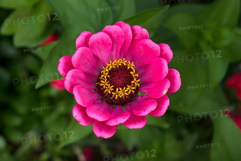 Flower of a zinnia