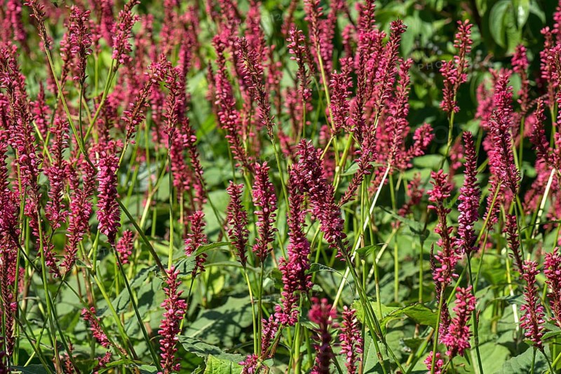 Red flowers of pinkweed