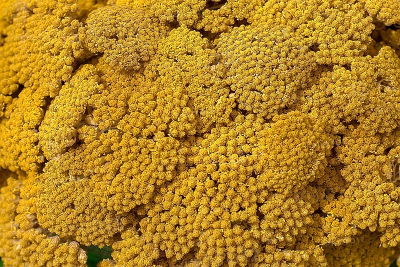 Flower of a yellow yarrow