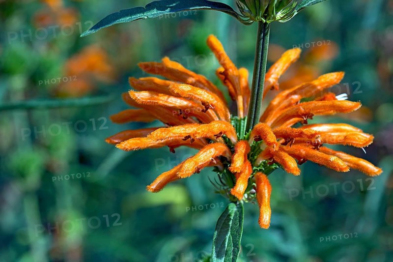 Lion's ear