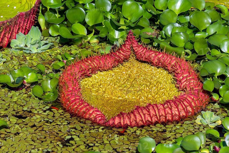 Leaf of the Amazonian giant water lily