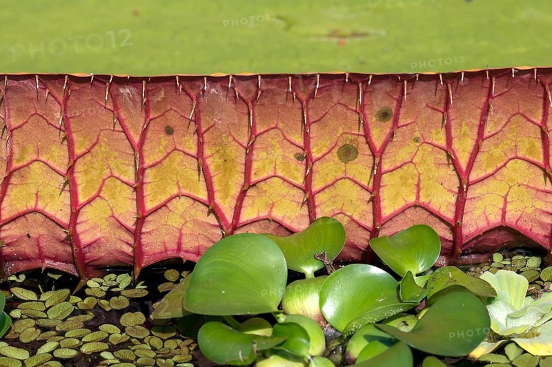 Detailed view of the leaf of a giant water lily