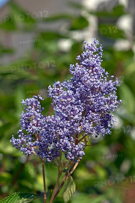 Victoria sack flower