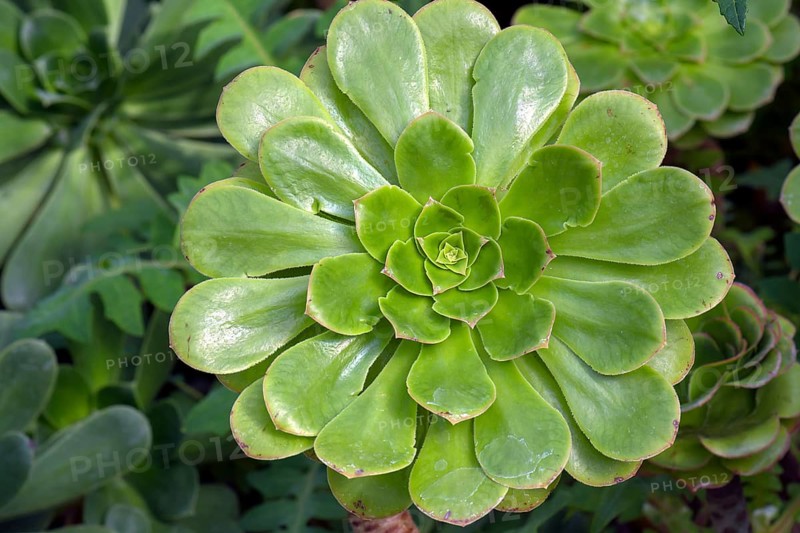 Tree aeonium