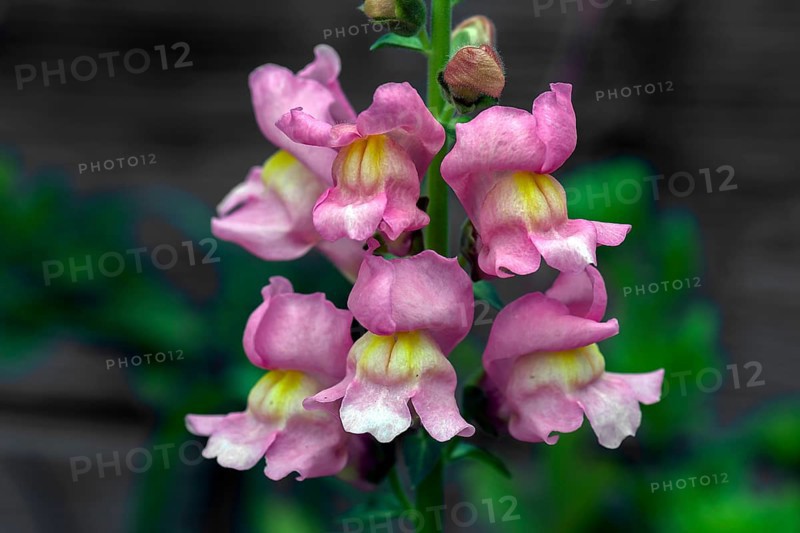 Flowers of snapdragon