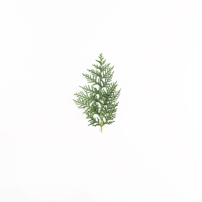 Green coniferous twig light desk