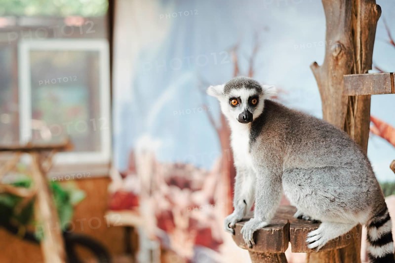 Portrait ring tailed lemur wooden post