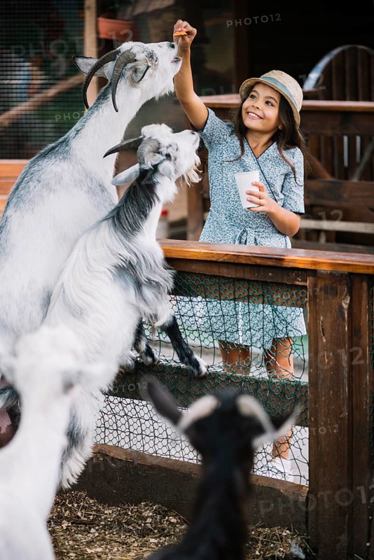 Portrait smiling girl feeding chips goat barn