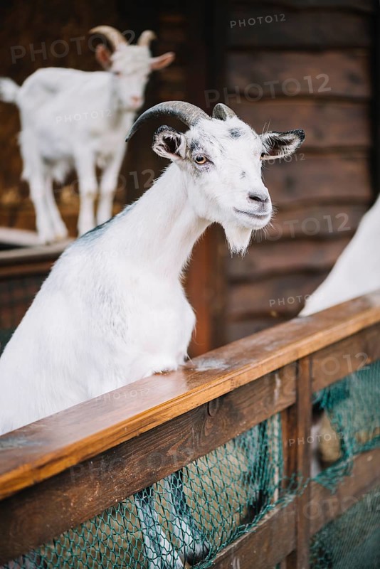 Portrait white goat barn