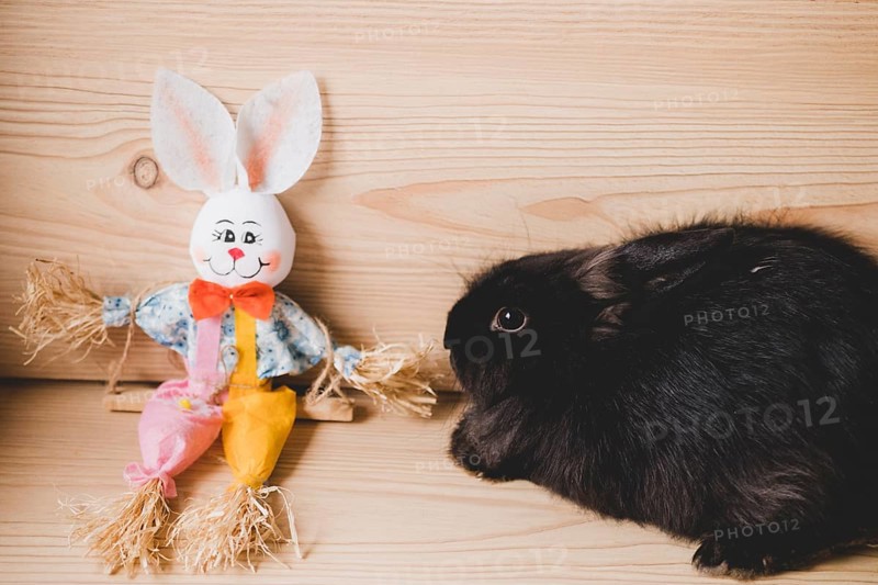 Rabbit near toy bunny
