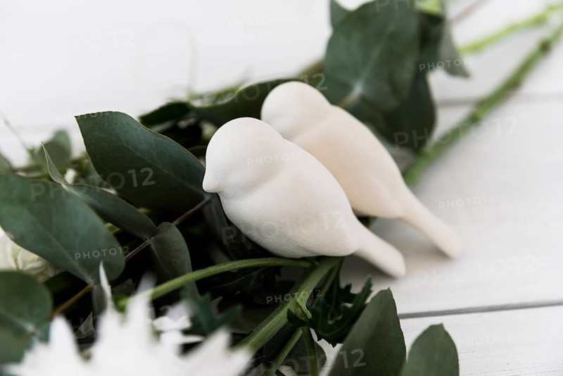 Two love birds leaves against white background