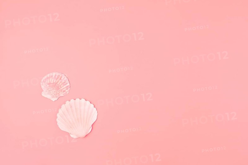 Two scallops seashell pink background