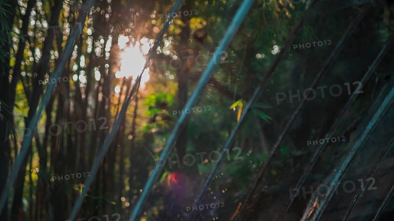 Bamboo forest landscape