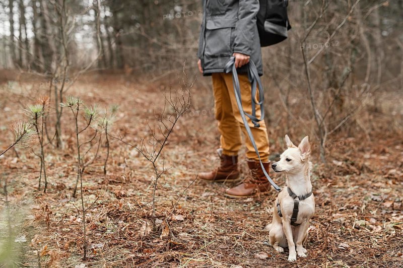 Close up hand holding dog leash